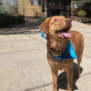 Meet your Posher, Harrison